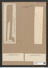 Thalassiothrix frauenfeldii Grun. (de-Toni-Nr.: Genus 67, Species 2669) Zeichnungen Sammlung Grunow Nr. 5442 (NHMW-BOT-W0373857)